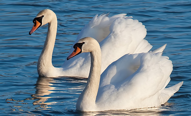 Par de cisnes nadando