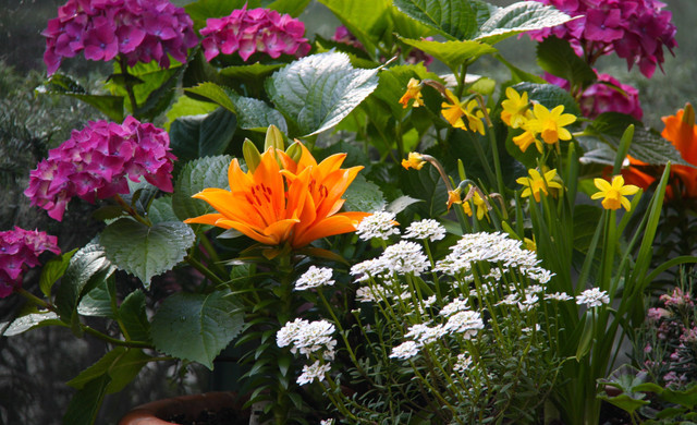 Hotel Flower Garden Vancouver - VI Resorts by Westgate