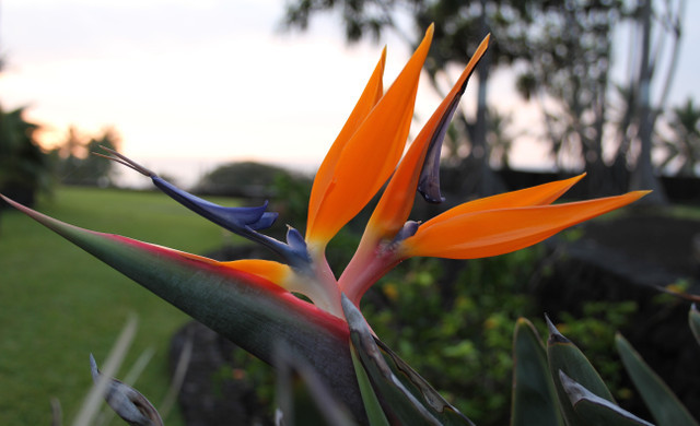 Montaña del Mar - flor nativa