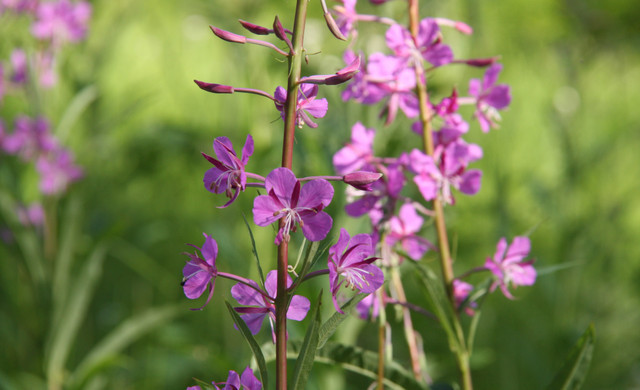 VI Resorts - Pinnacle Lodge - Flores en el campo