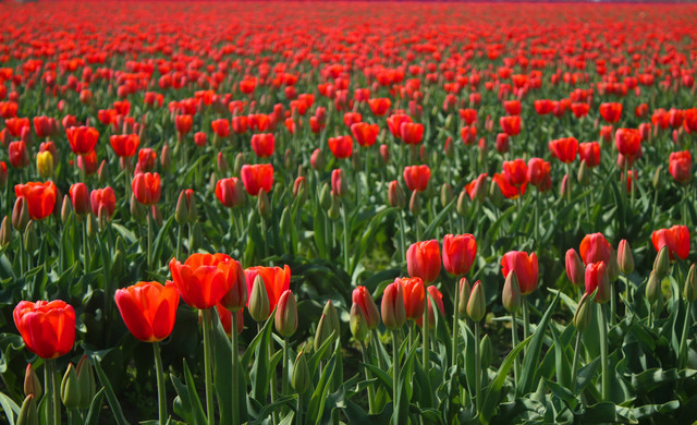 VI Resorts - VI at Homestead - Activities