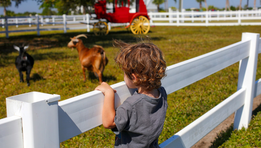 Petting Zoo - Activities at Westgate River Ranch Resort & Rodeo