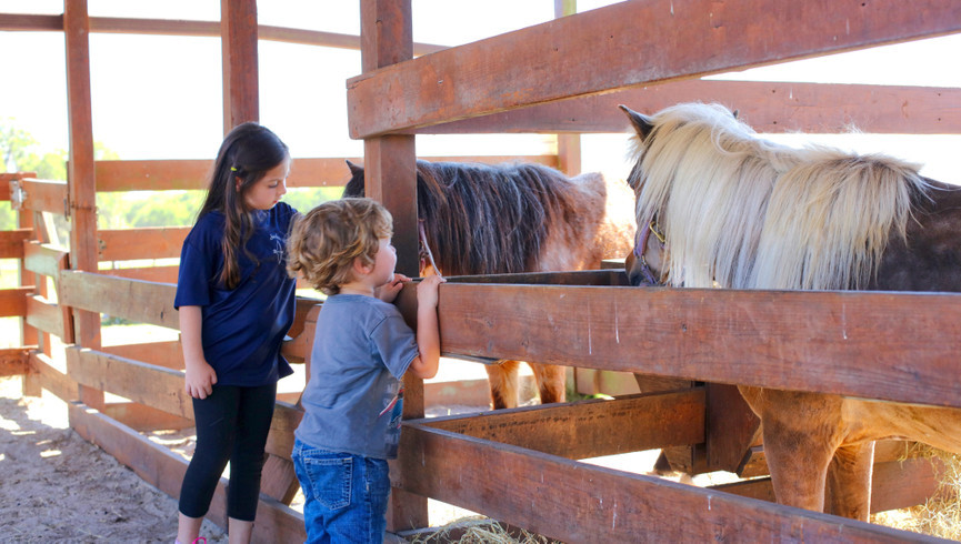 Petting Zoo Near Orlando, FL |  Westgate River Ranch Resort & Rodeo | Westgate Resorts