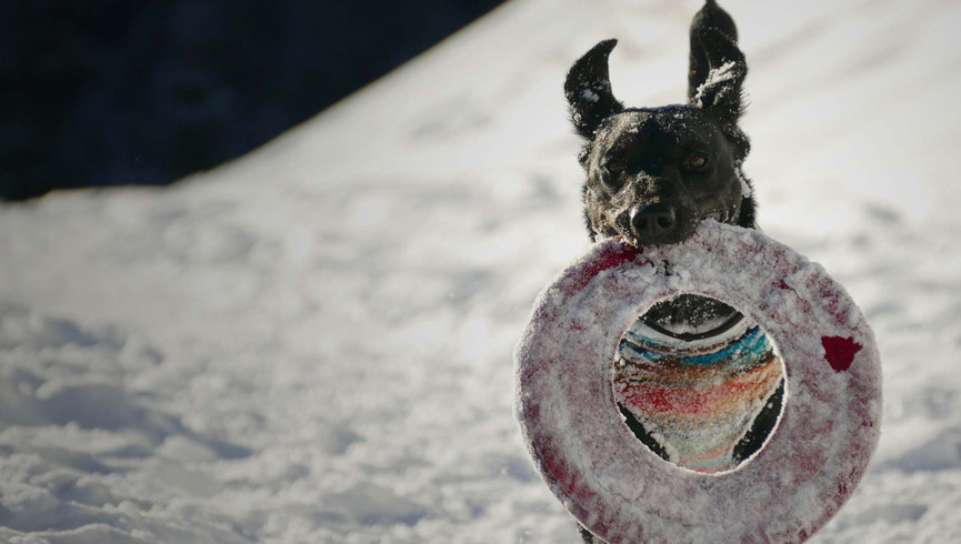 Best Things To Do In Park City Utah In Winter | Dog Sledding Near Our Park City Hotel