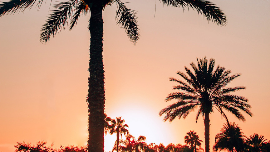 Calming Vacation with Palm Trees - Westgate Vacation Villas Resort