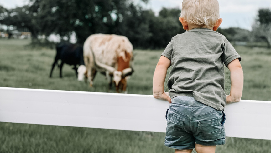 Little Boy Looking at Cattle | Westgate River Ranch Resort & Rodeo