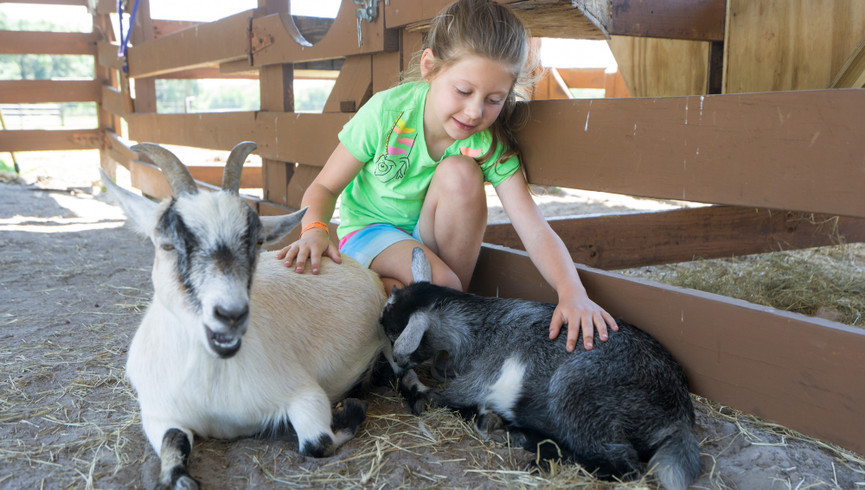 Eventos de Pioneer Day Park City | Zoológico de animales acariciables