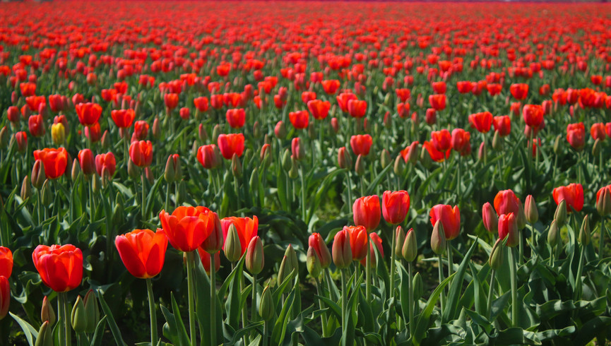 Homestead Canada/US Line