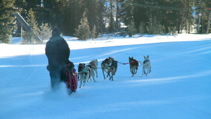 Adventure With Dog Sledding in Sun Peaks