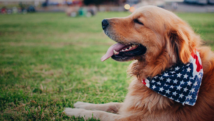 Williamsburg pet friendly