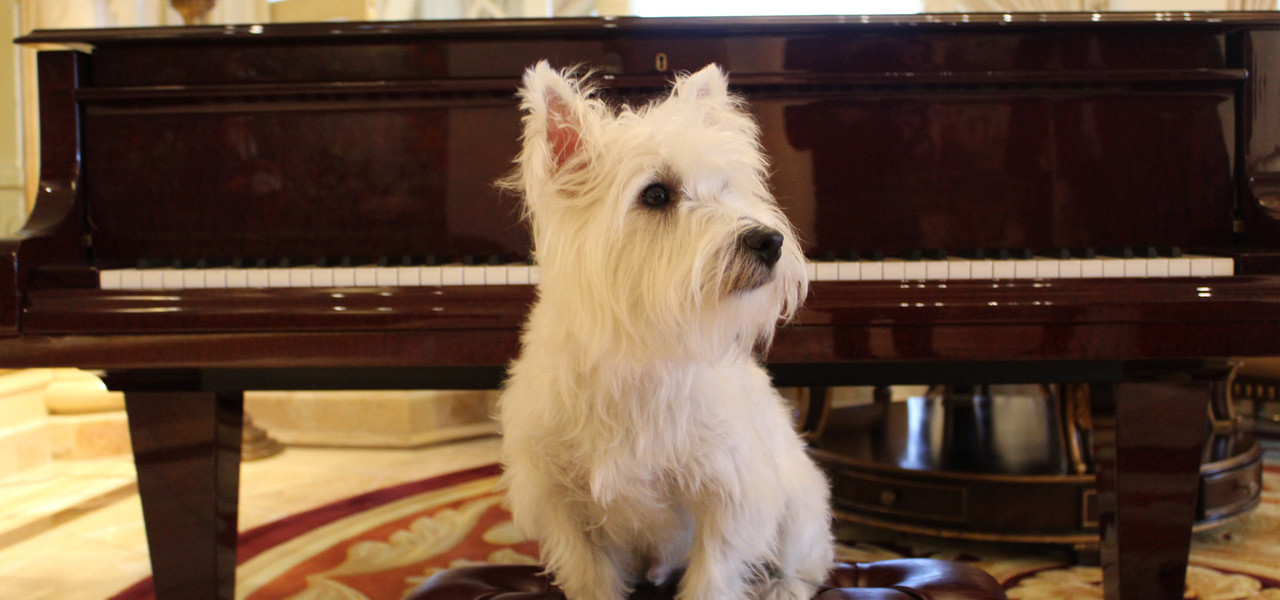 Sir Winston de Westgate