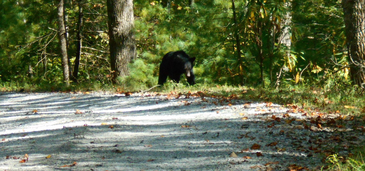 Wild Bear Inn Oso en el bosque