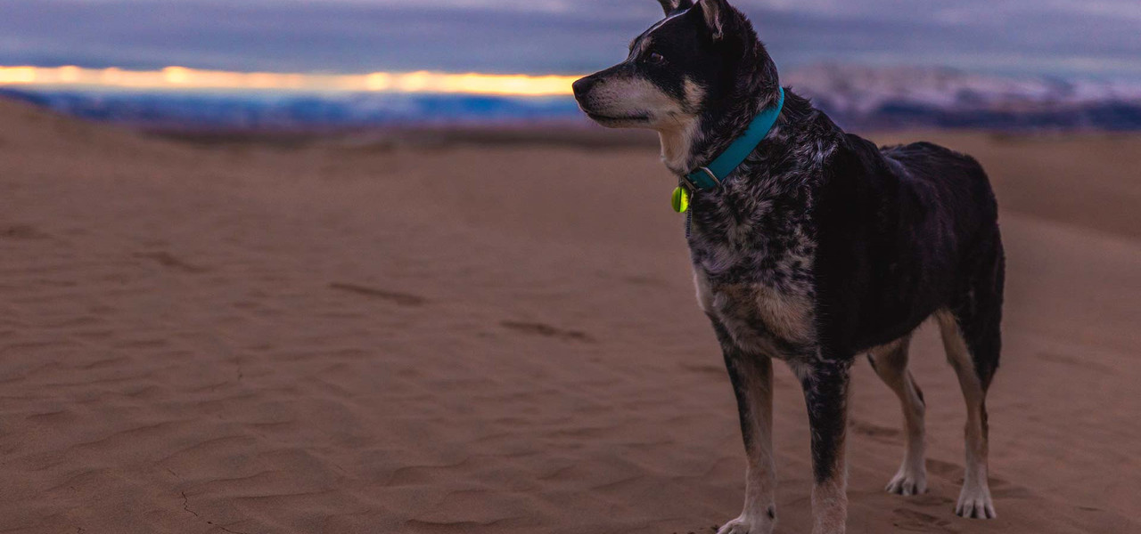 Dog standing on a beach
