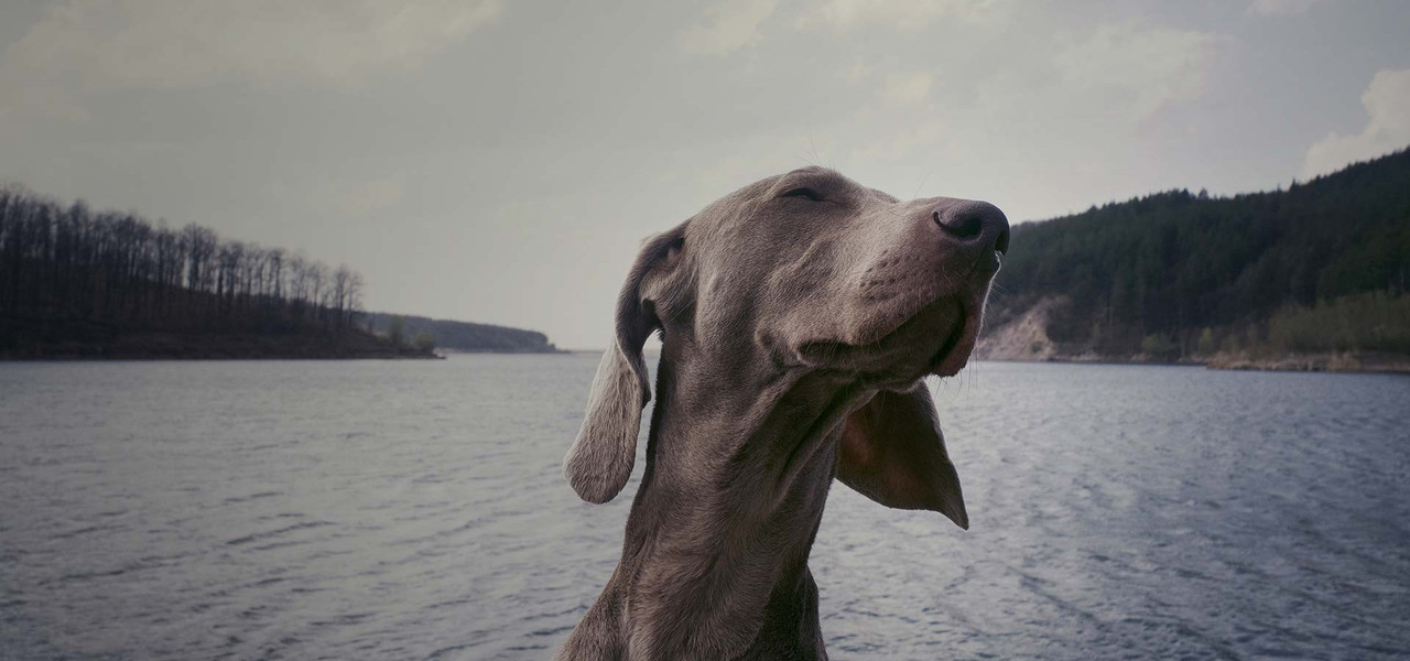 Pet Friendly Campgrounds | Dog by Lake