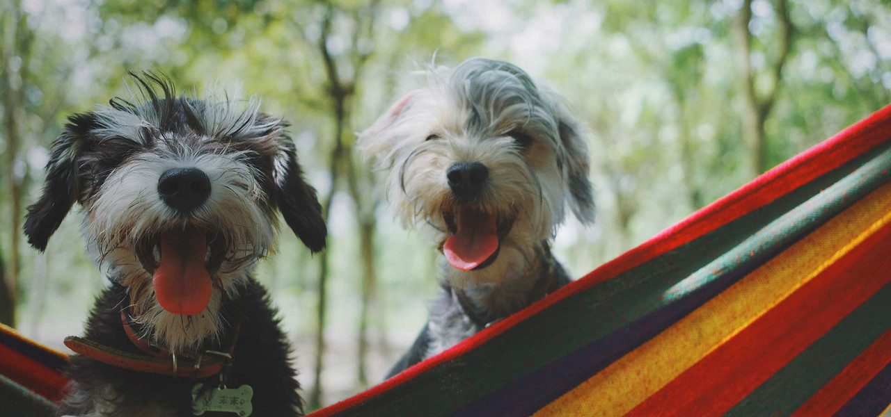 Dog laying on the ground