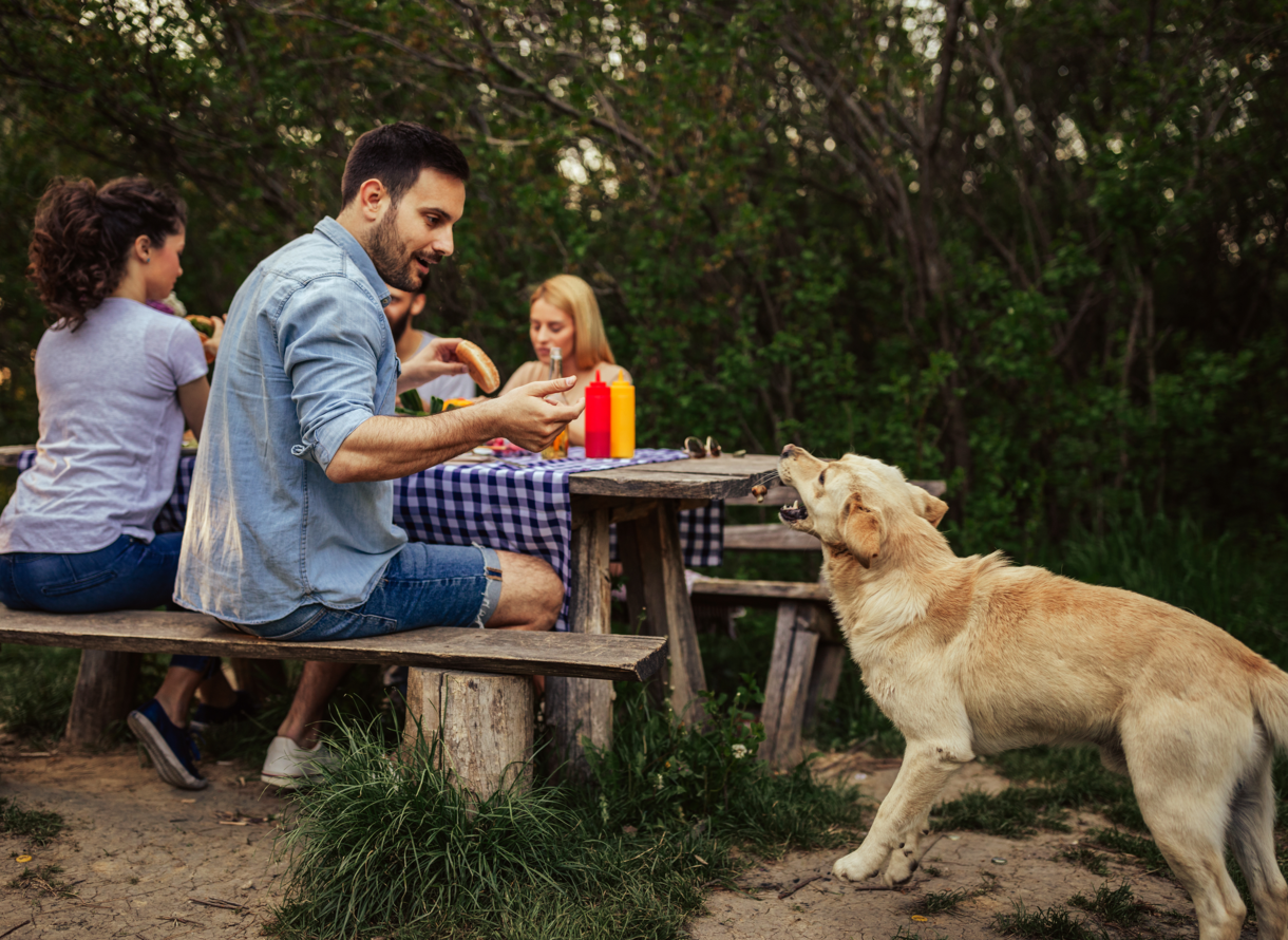 Pet Friendly Log Cabins Log Cabins Accommodations Westgate