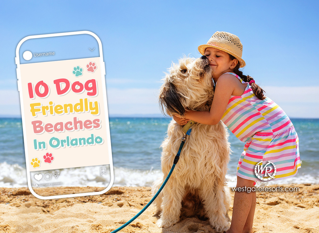 se permiten perros en north myrtle beach