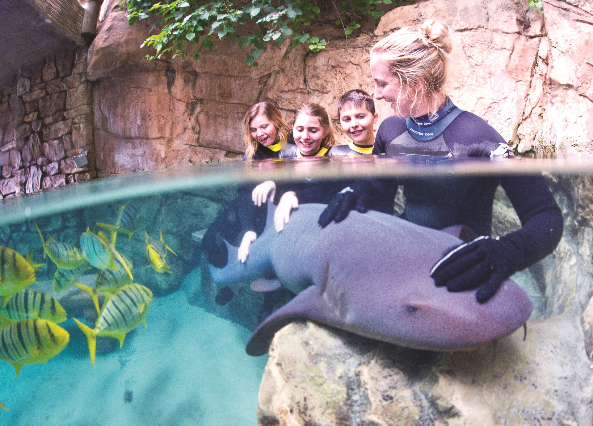 People petting a shark at Sea World Aquarium While on Holiday | The Best Aquariums to Visit on Vacation | Westgate Resorts