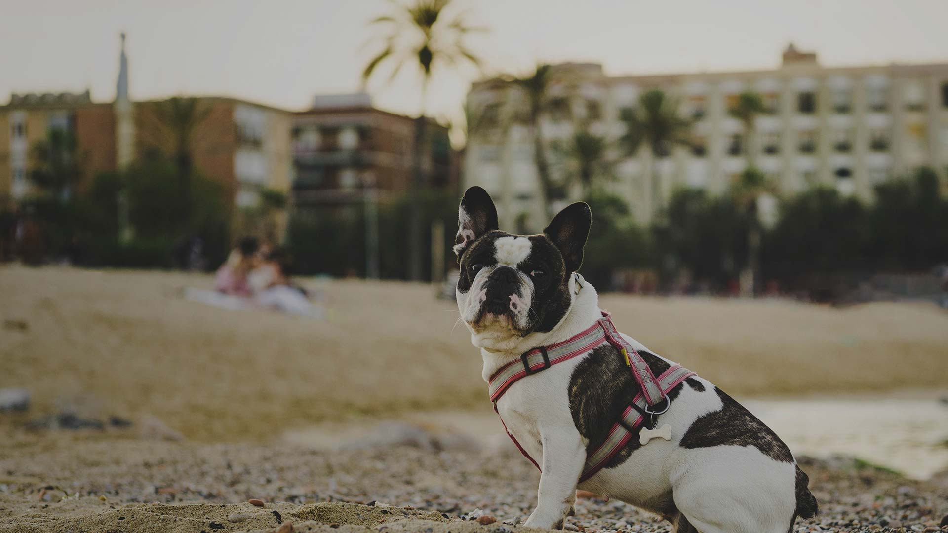 is cocoa beach pier dog friendly