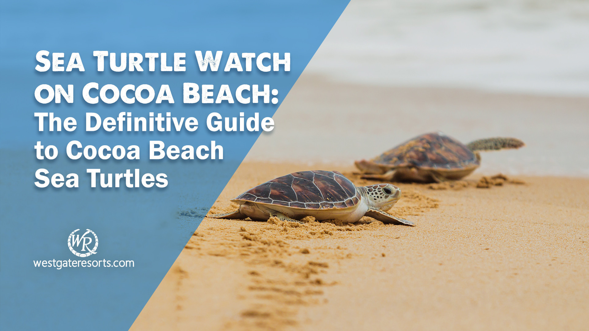 Sea Turtle Watch on Cocoa Beach: The Definitive Guide to Cocoa Beach Sea Turtles