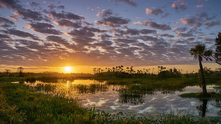 8 Reasons Why Orlando Is The Place To Visit For Your Summer State Of Mind! | Orlando In The Summer | Wildlife