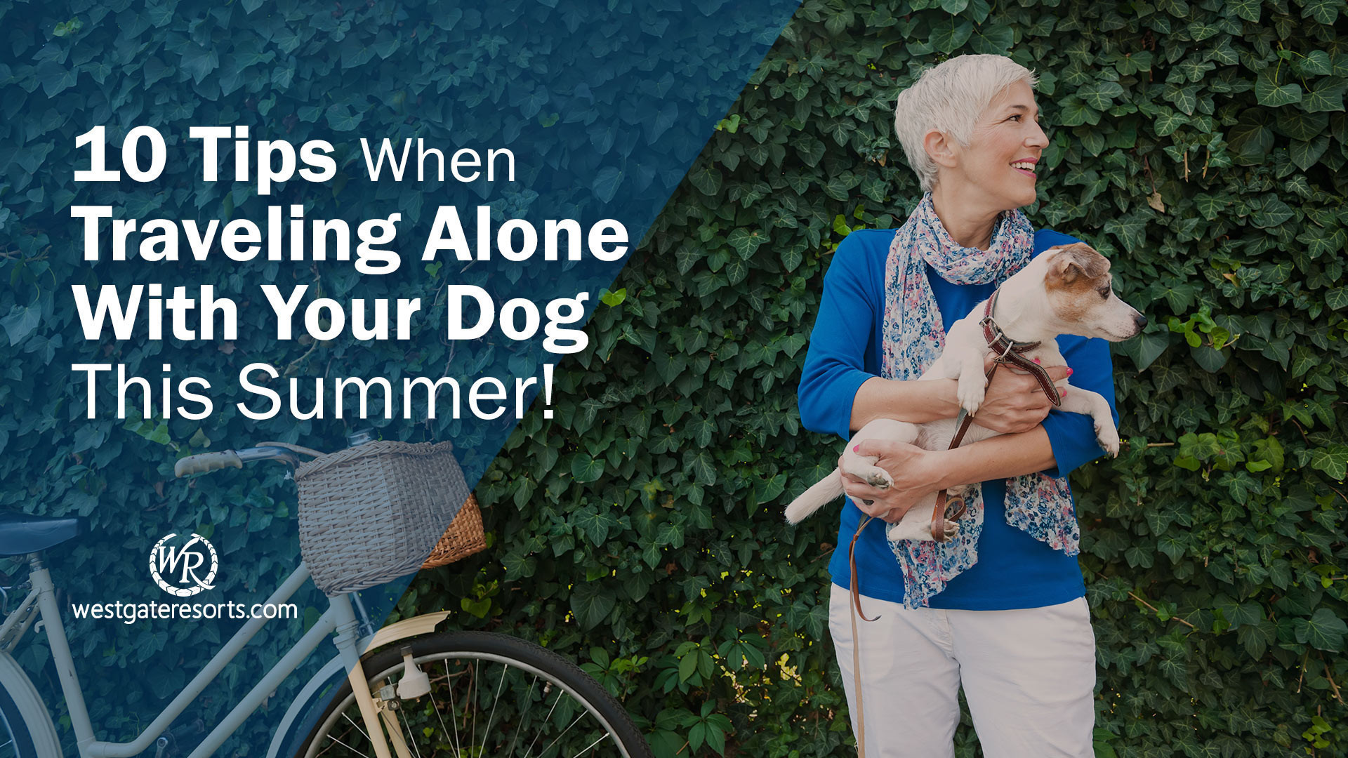 10 Tips When Traveling Alone With Your Dog This Summer | Dog-Friendly Travel Tips