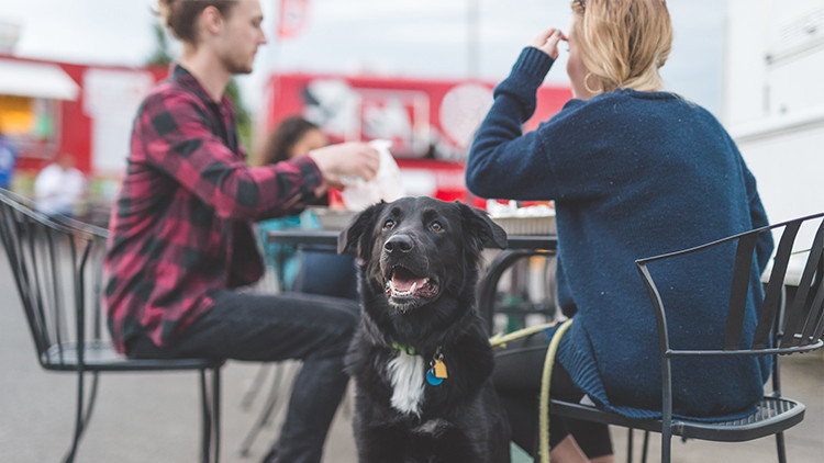 Consejos para viajar con perros | Alimentación flexible que admite perros | ¡10 consejos para viajar solo con tu perro este verano!