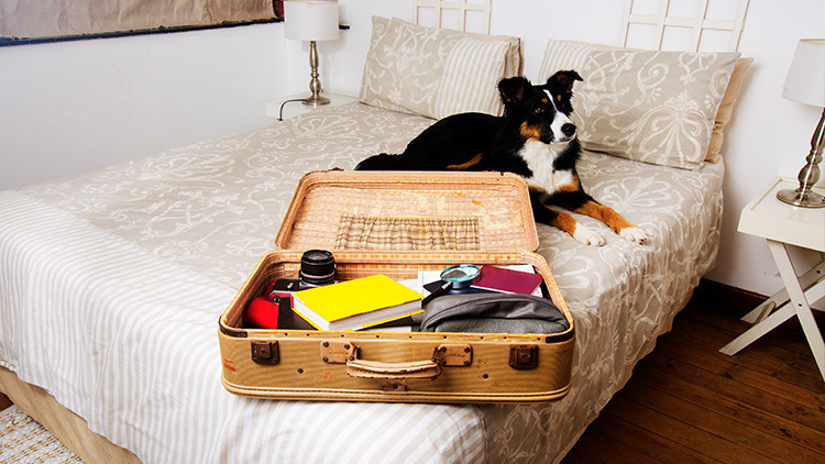 Dog Friendly Travel Tips | Pack Essentials | 10 Tips When Traveling Alone With Your Dog This Summer!