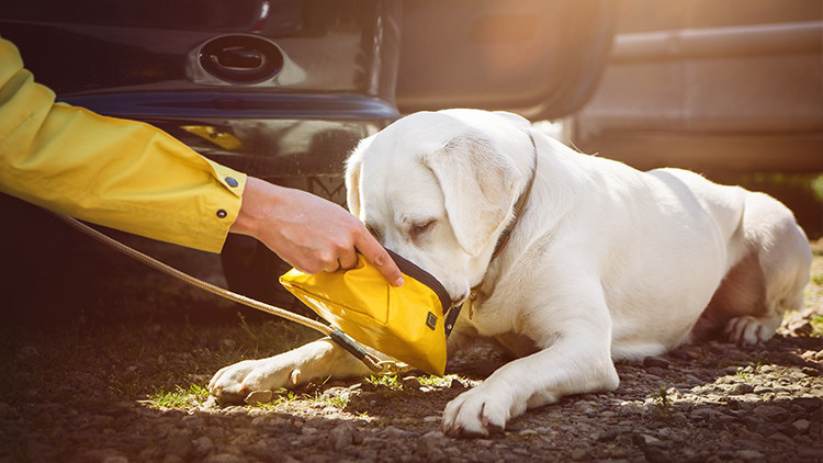 Dog Friendly Travel Tips | Hydrating Your Dog | 10 Tips When Traveling Alone With Your Dog This Summer!