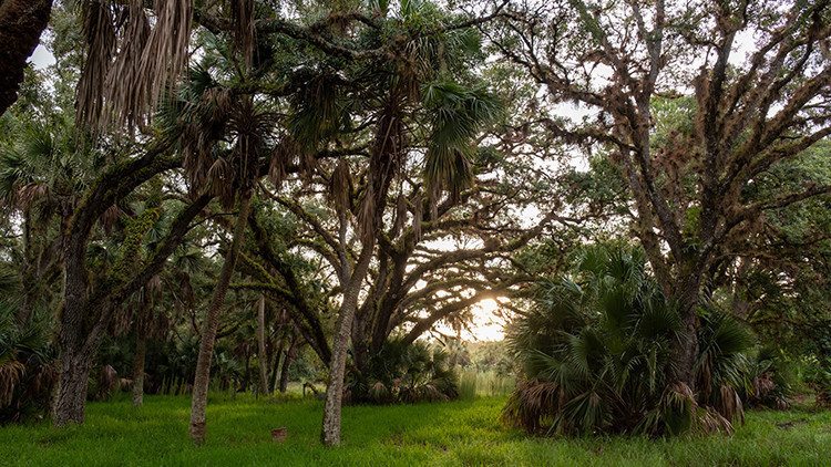 lugares más embrujados de Florida | El árbol del diablo, Oak Hammock Park