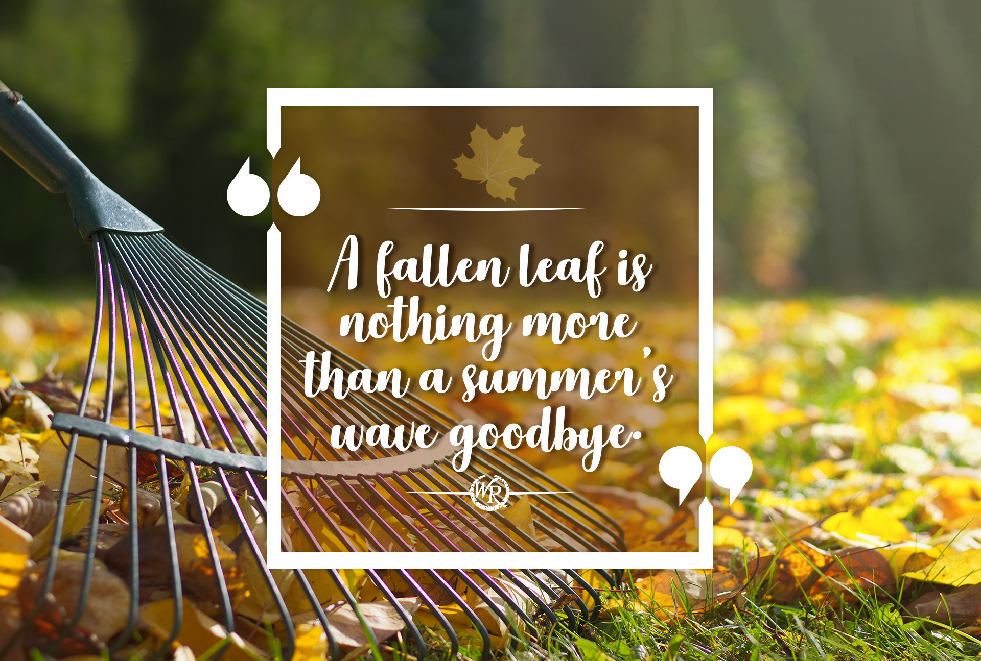 A Fallen Leaf Is Nothing More Than A Summer’s Wave Goodbye. | Inspirational Travel Quotes