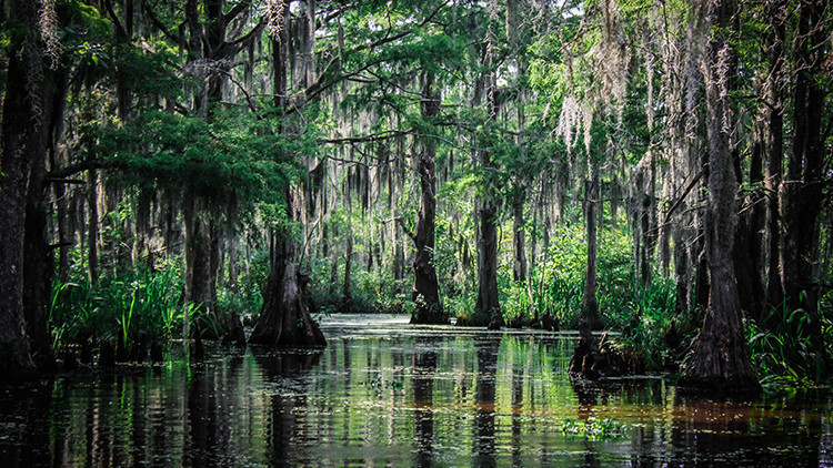 Lizard Man of Scape Ore Swamp, Bishopville | 10 Haunted Places To Visit In Myrtle Beach