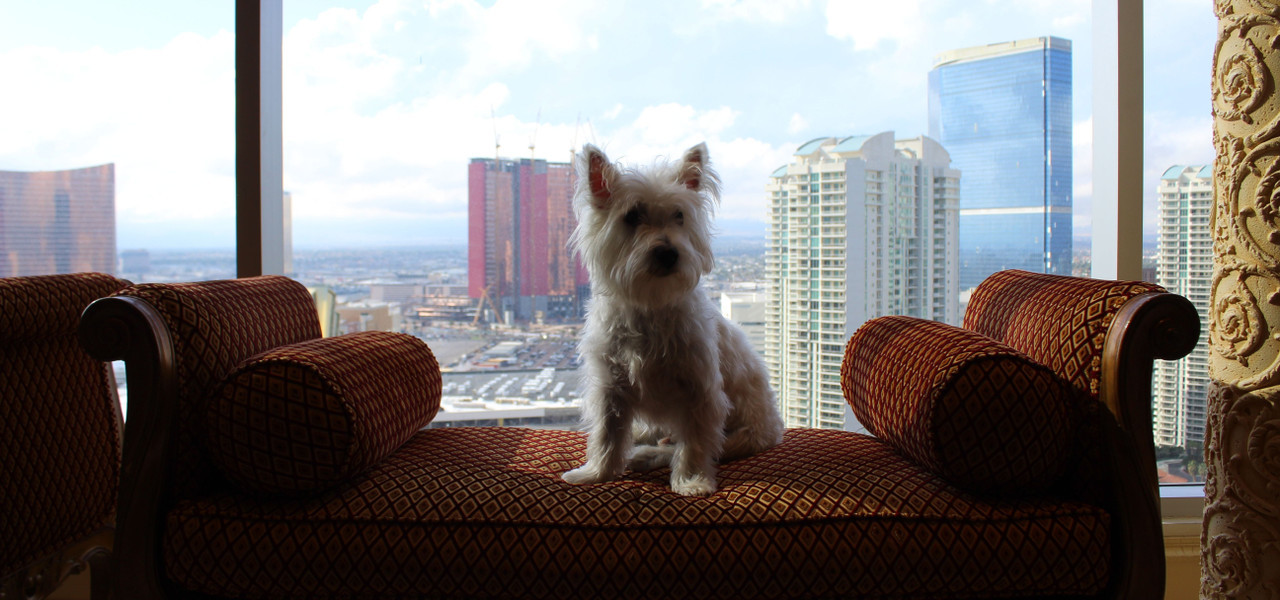 Westgate's Las Vegas Canine Ambassador | Sir Winston of ...