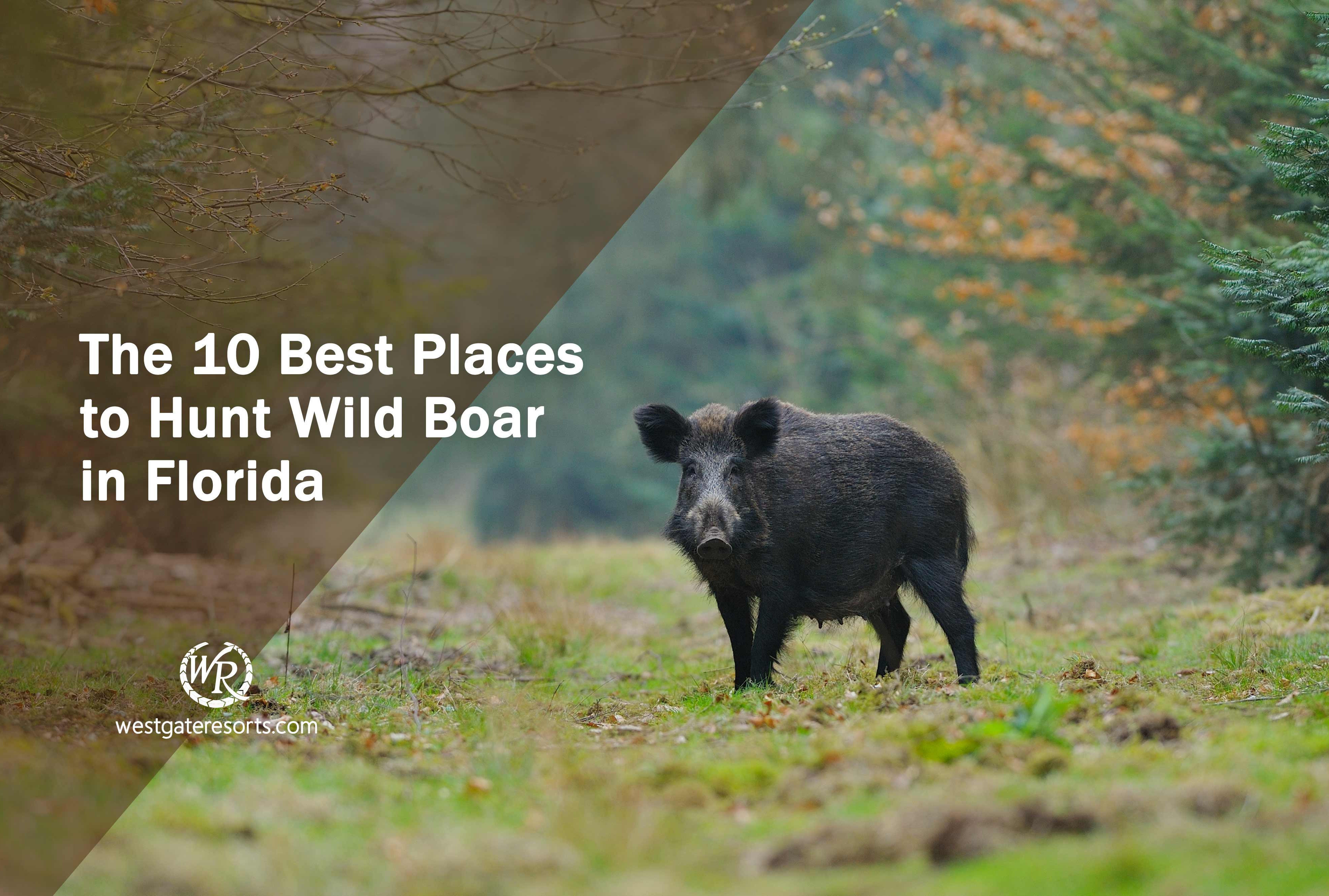 Wild Boar Population Map Oakland County Michigan Map