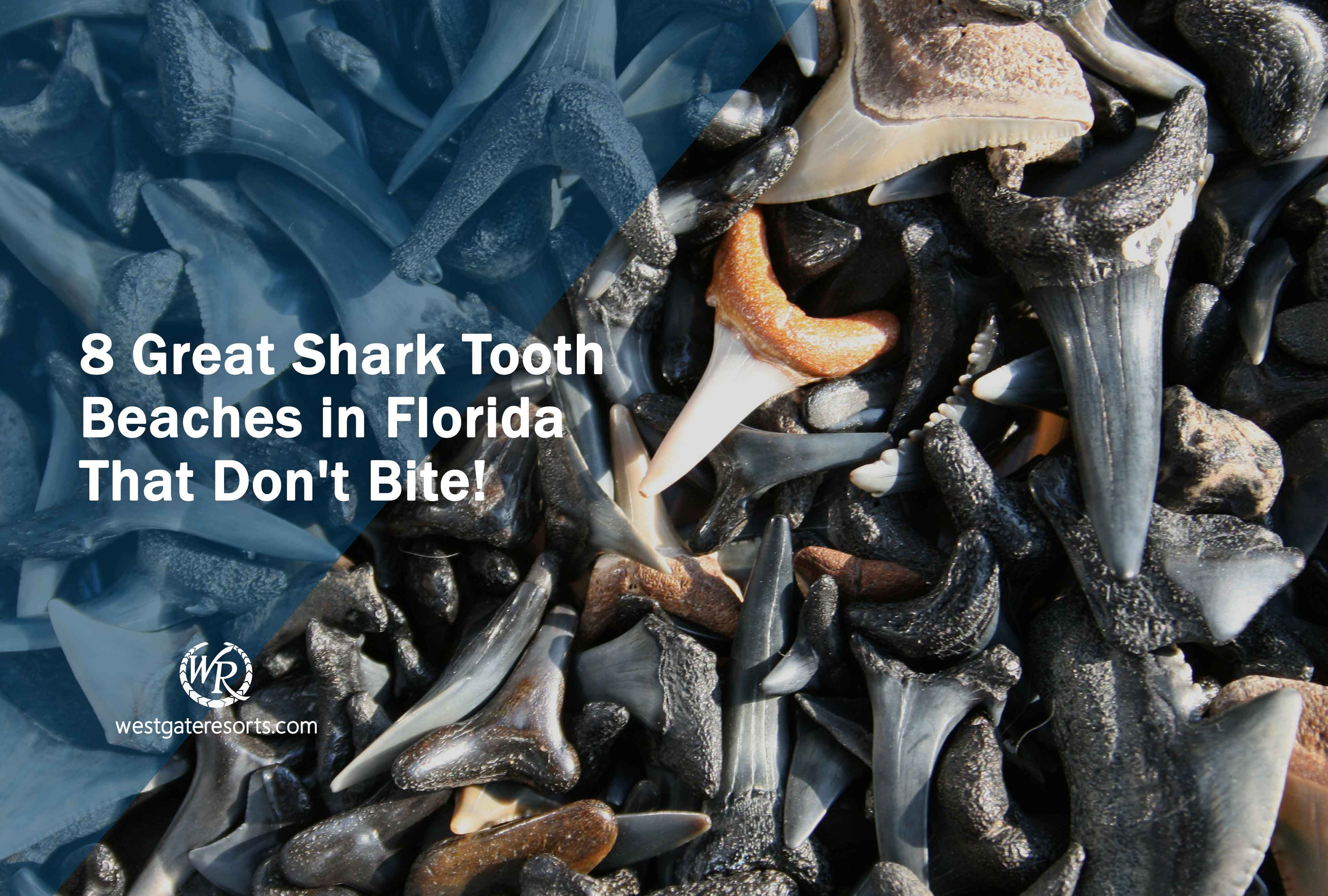 8 Great Shark Tooth Beaches in Florida That Don't Bite!