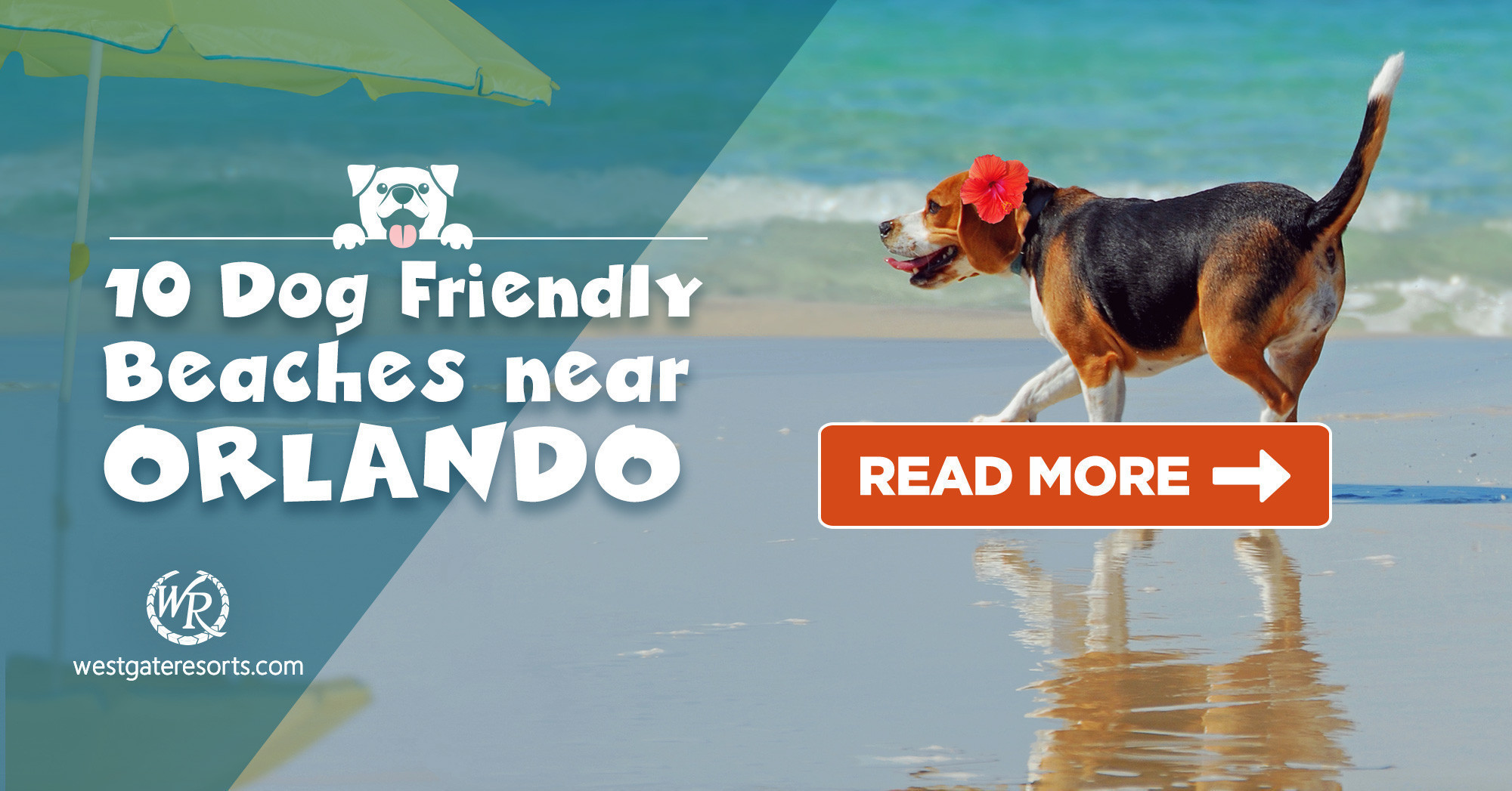 10 playas para perros cerca de Orlando