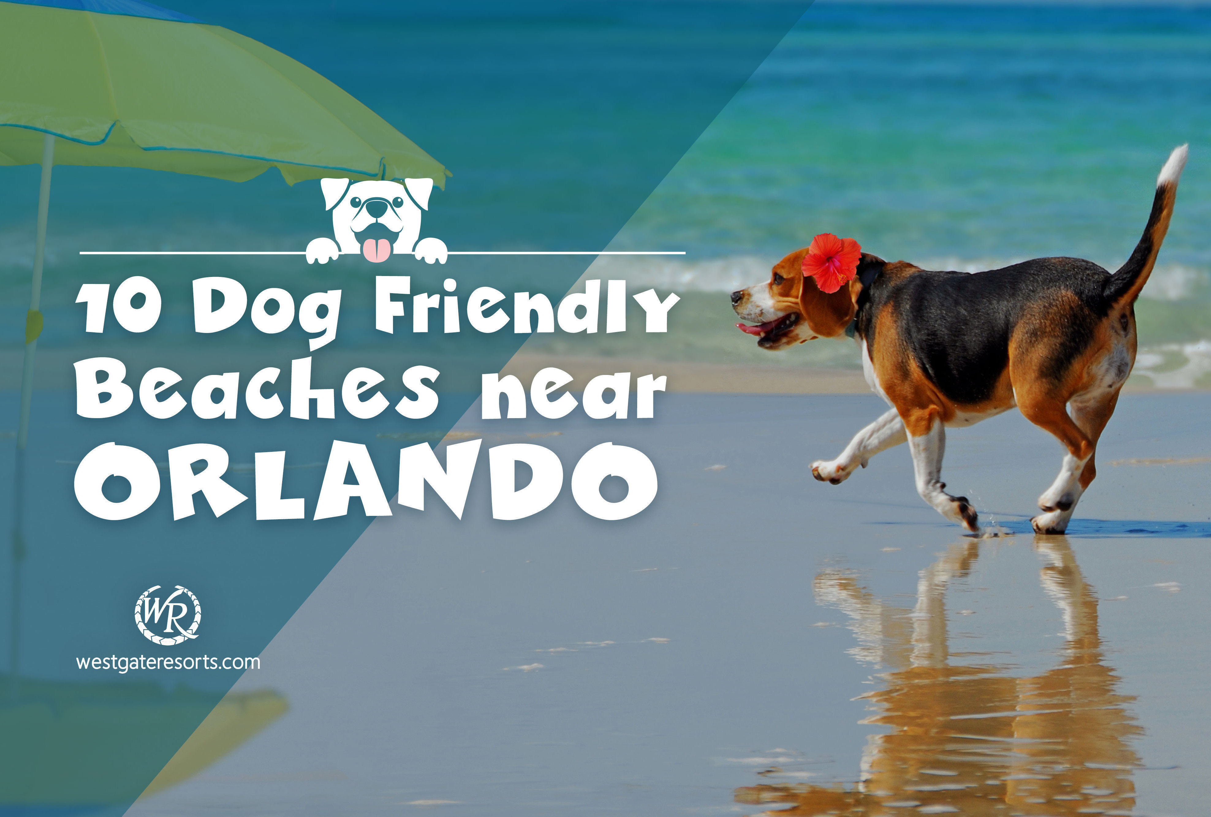 se permiten perros en cocoa beach, florida