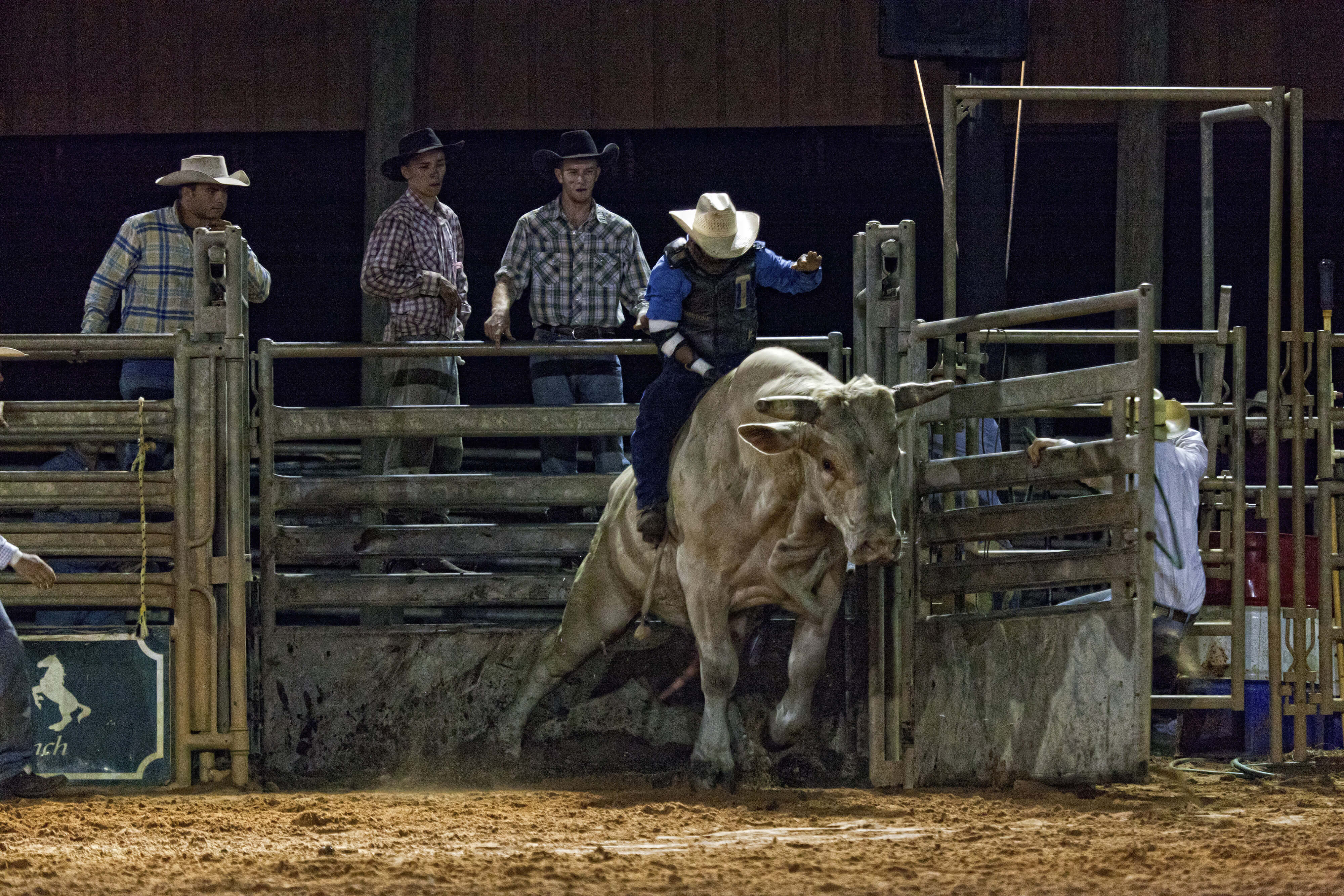 Bull Riding at Championship Rodeo | Westgate River Ranch Resort & Rodeo