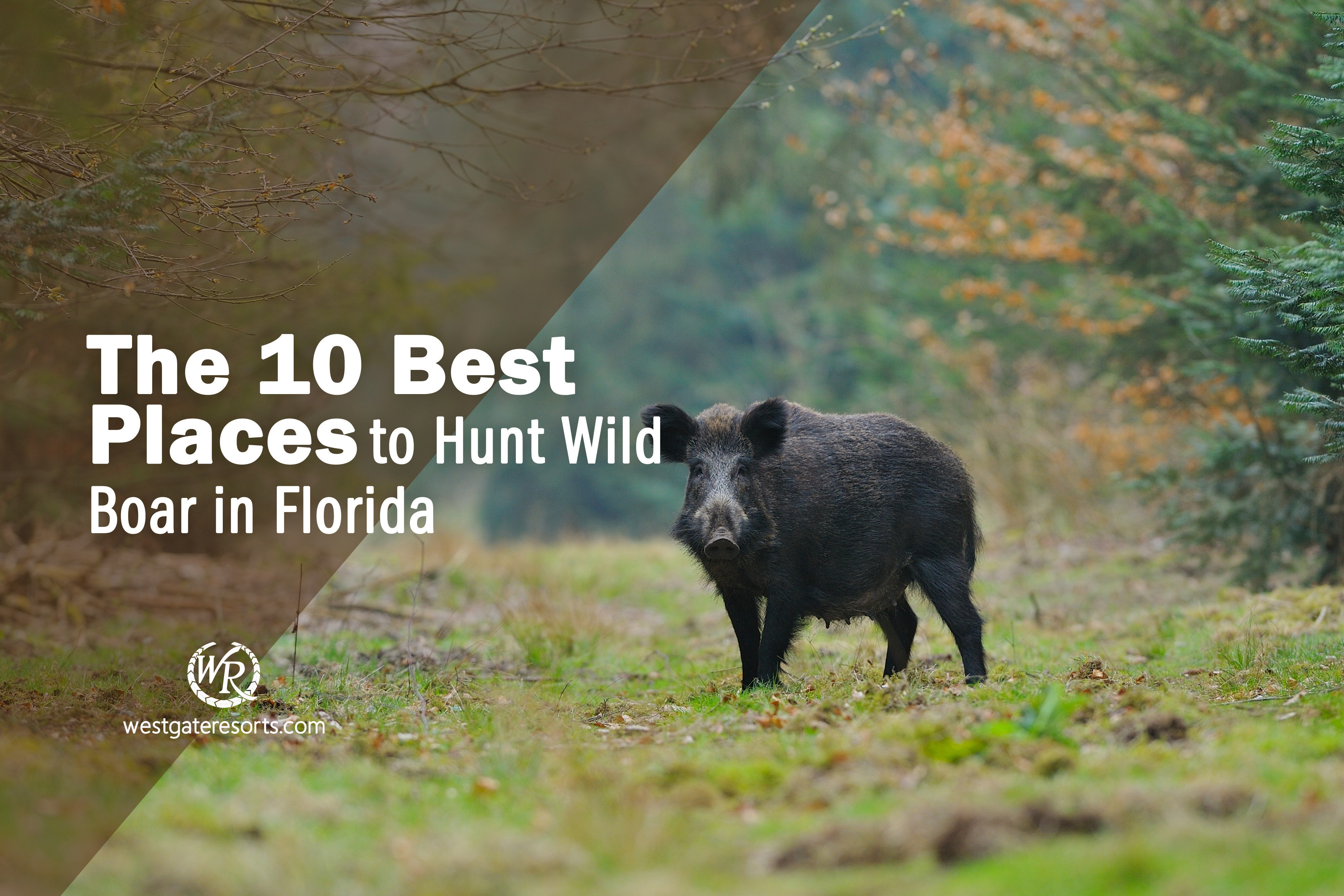 The 10 Best Places to Hunt Wild Boar in Florida