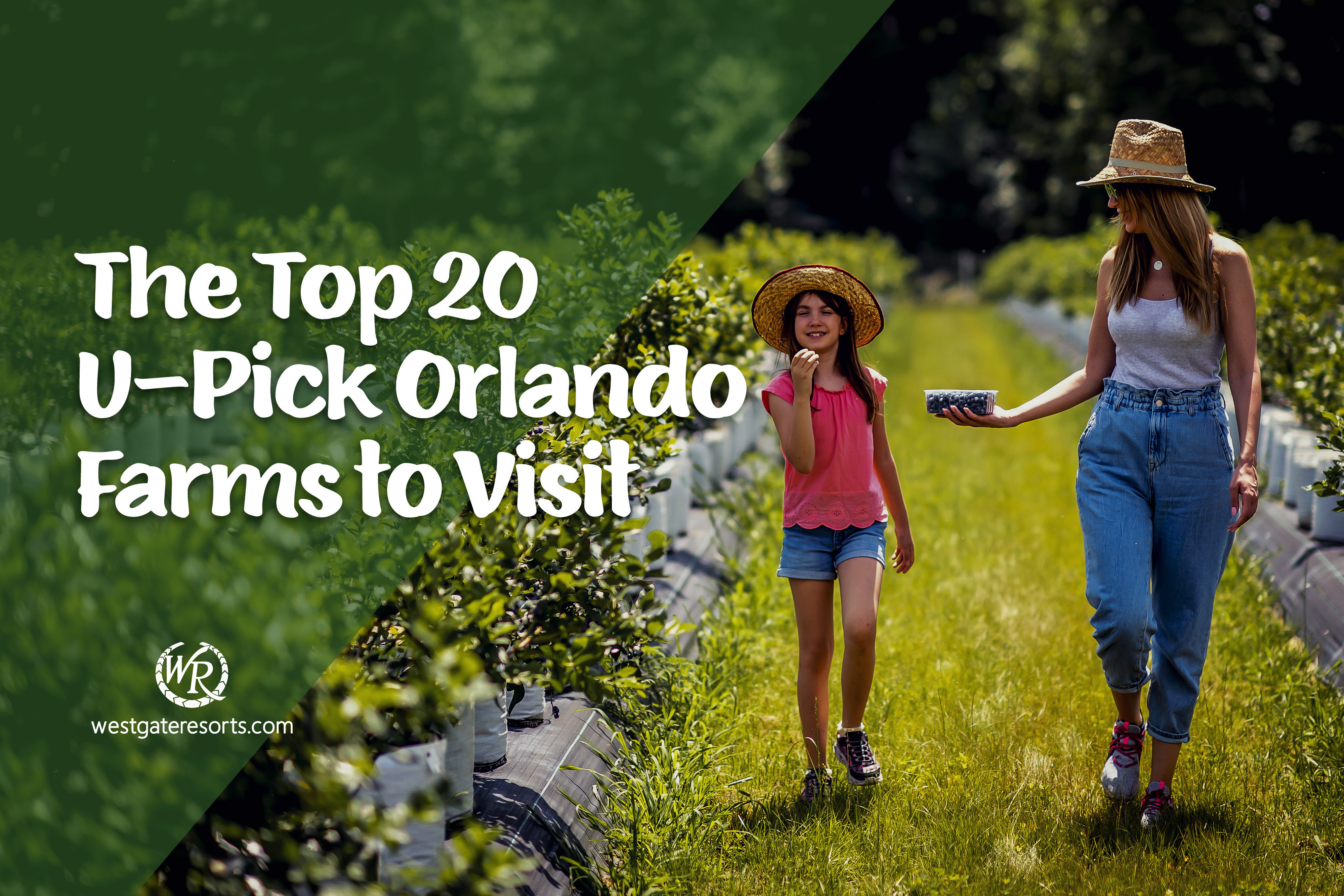 Las 20 mejores granjas U Pick Orlando para visitar