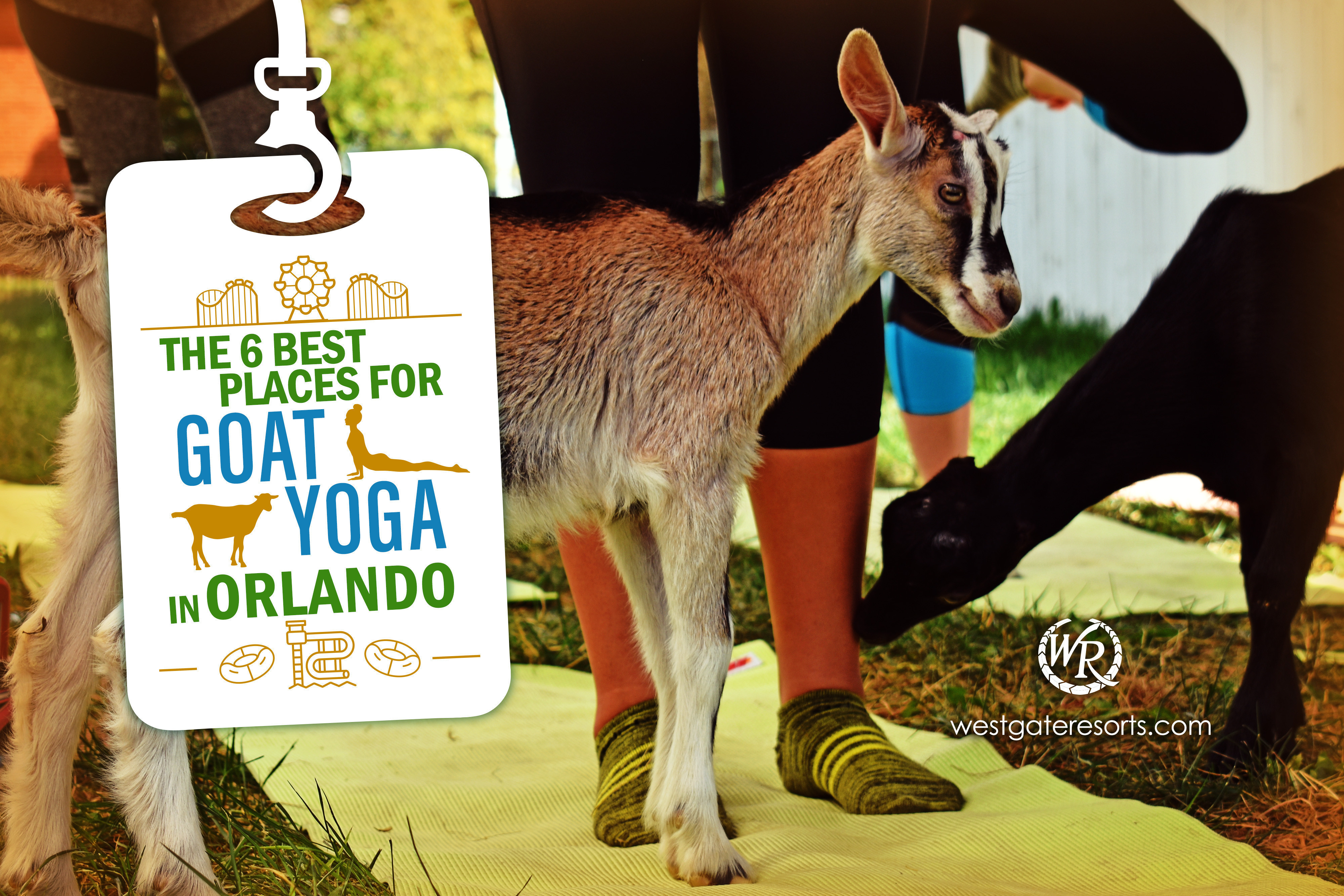 The 6 Best Places for Goat Yoga In Orlando [2022]