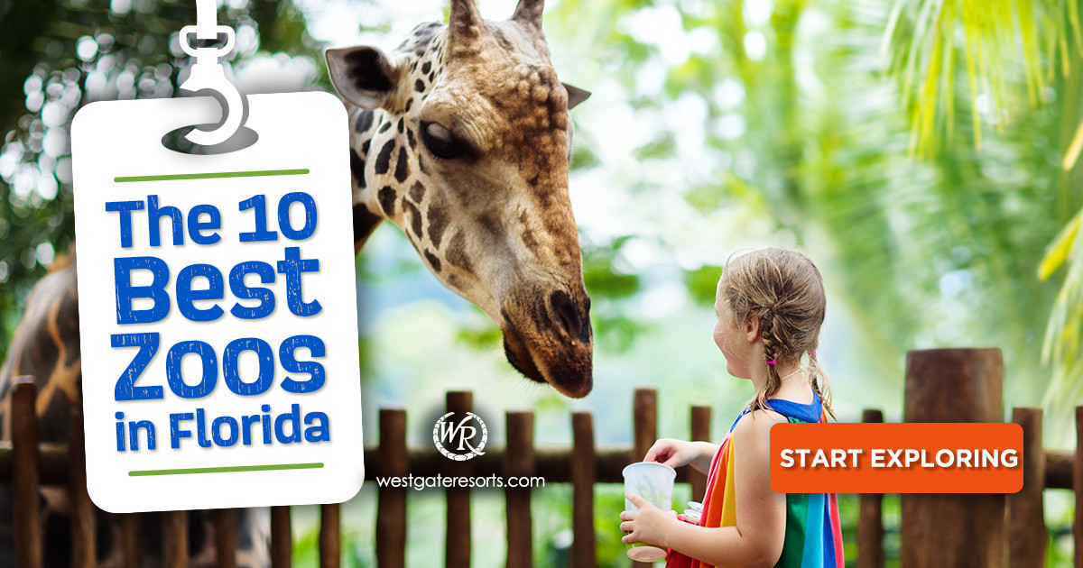 A Wild Guide to the 10 Best Zoos in Florida!