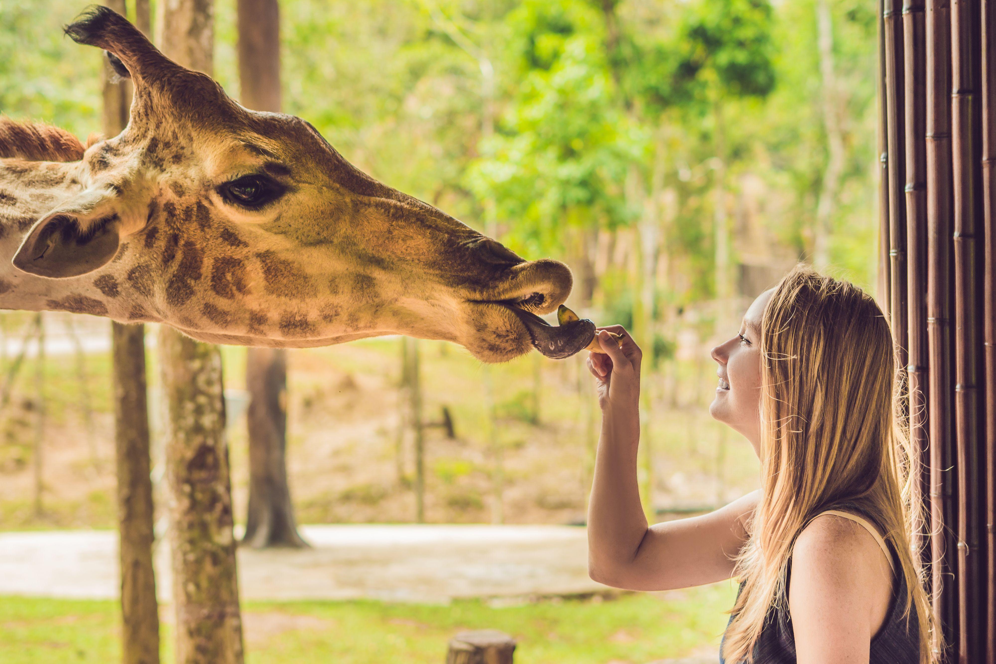 Meet Exotic Animals in the Branson Zoo and Other Fascinating Wildlife Parks