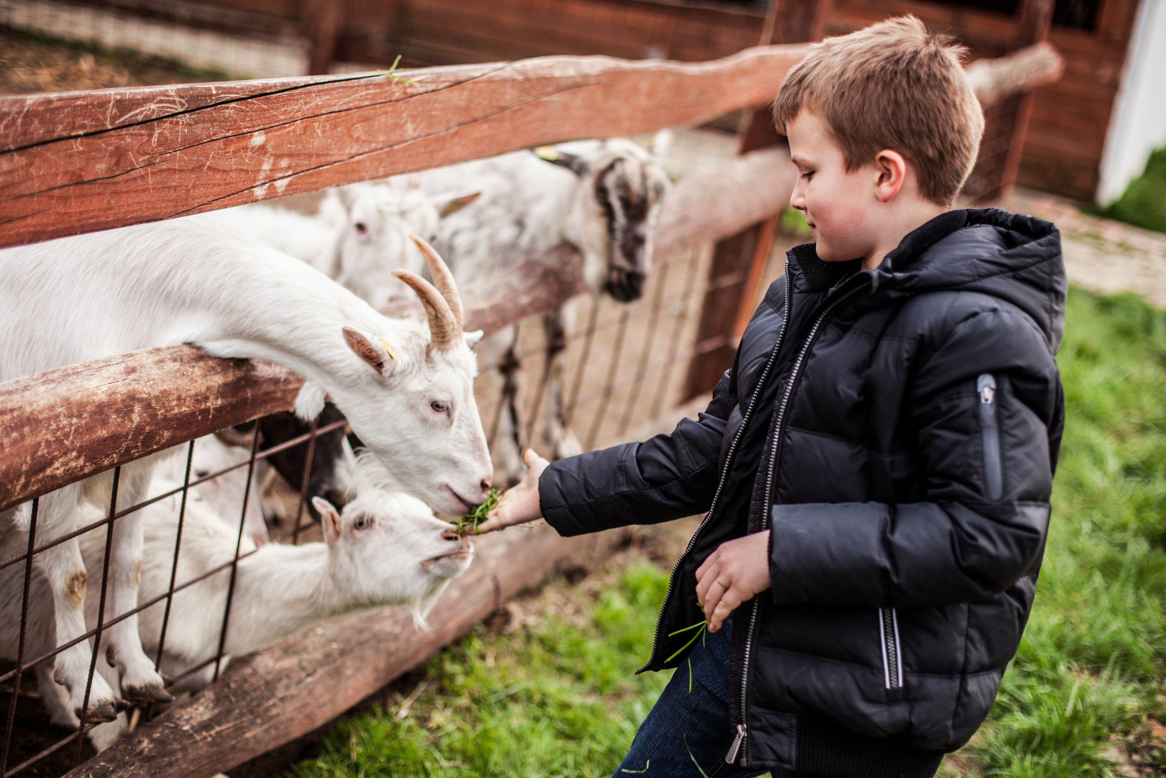 Discover the Best Petting Zoo in Orlando—Top 8 Places To Meet Exotic and Farm Animals 