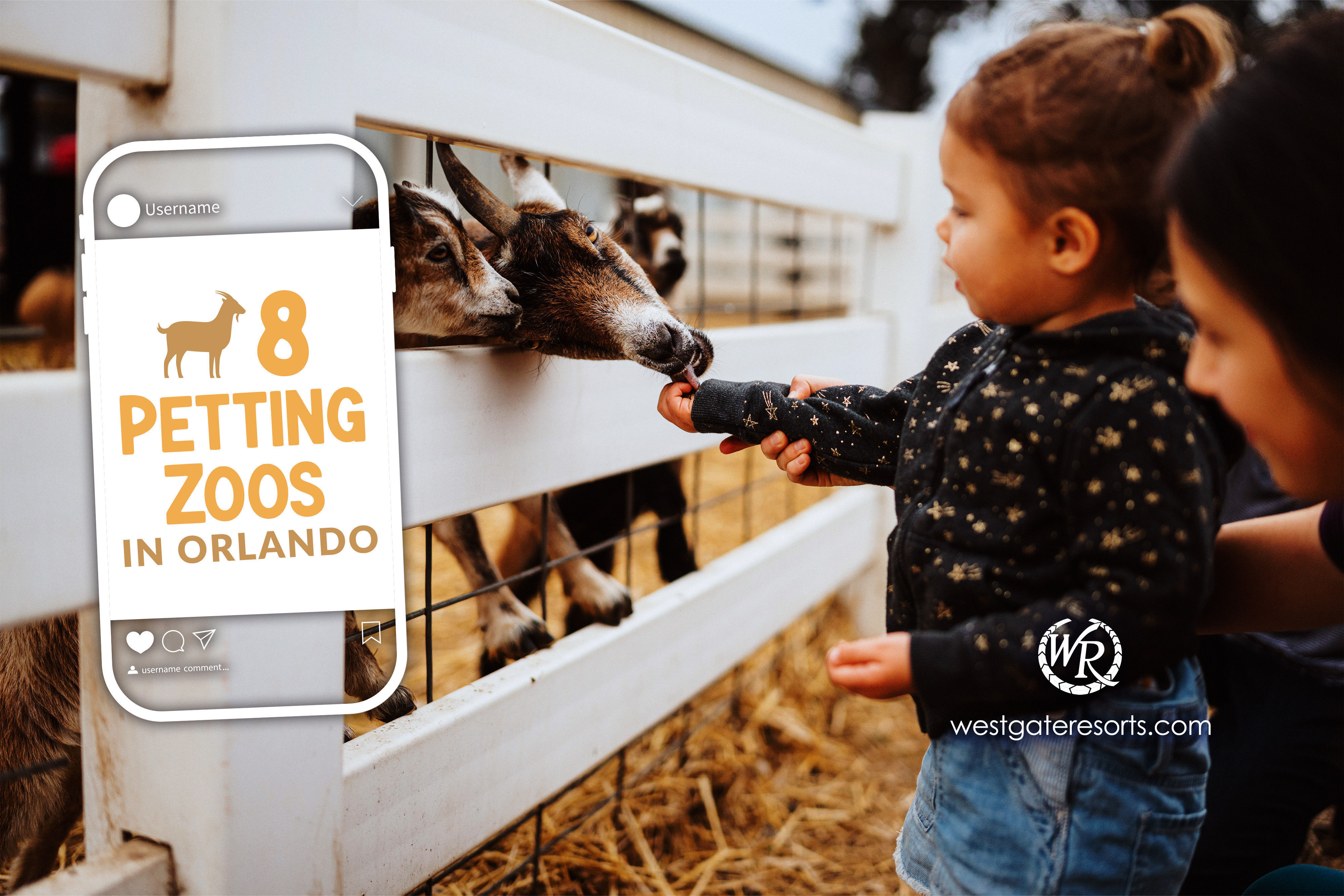 Discover the Best Petting Zoo in Orlando—Top 8 Places To Meet Exotic and Farm Animals 